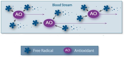 Antioxidant Activity Against Free Radical